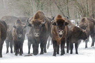 European bison