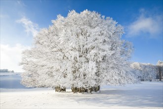 Huge beech tree covered with deep snow under blue sky in Neuchatel Jura