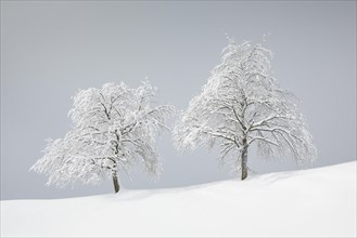 Two snowy pear trees in winter