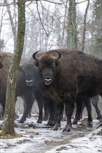 European bison