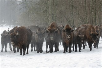 European bison