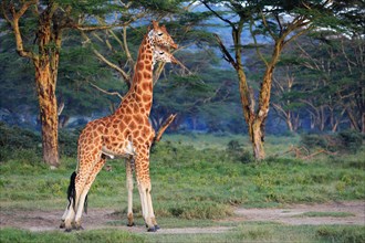 Rothschild's Giraffes