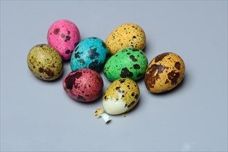 Coloured quail eggs