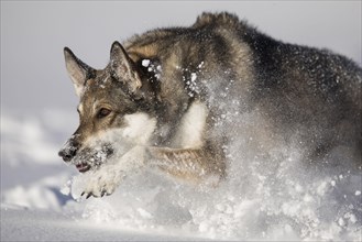 Shepherd dog mixed-breed running in deep snow