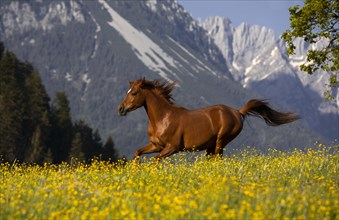 Young thoroughbred Arabian mare gallops over flowery meadow in front of mountain scenery