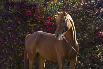 Young thoroughbred arabian mare in autumn portrait