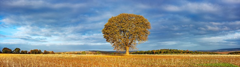Solitary horse chestnut