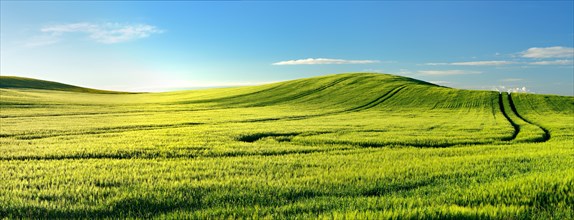Endless green barley field in spring