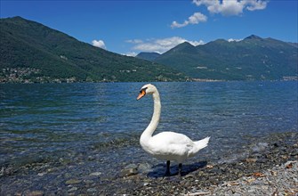 Swan on the pebble beach of Maccagno with Monte Limidario in the distance