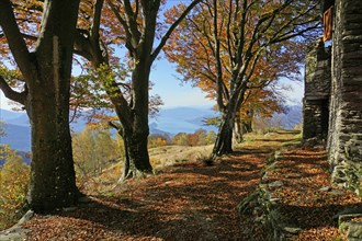 Hiking trail in autumn forest with Lake Maggiore in the distance