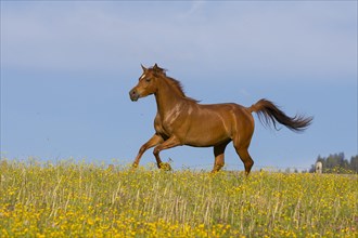 Young thoroughbred Arabian mare gallops over the flower meadow