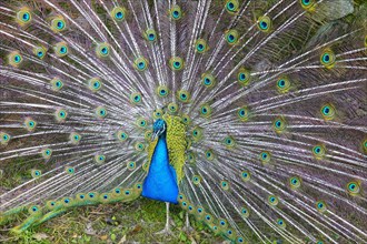 Peacock beats wheel