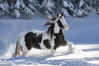 Pied Tinker mare running in deep snow