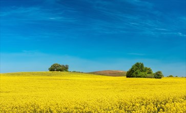 Hilly landscape with blooming rape field and field copses under blue sky