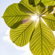 Fresh leaves of chestnut illuminated by sun