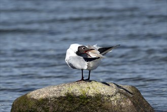 Black-headed gull