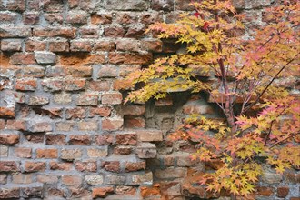 Brick wall and fan maple