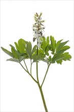 White flower of larkspur