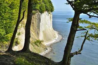 View from the high shore path to the chalk cliffs at the Baltic Sea