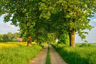 Field path through avenue with flowering Horse chestnuts