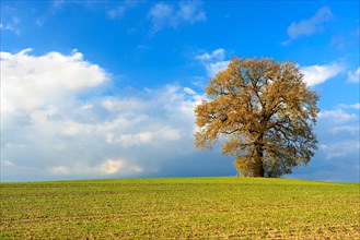Solitary oak on field in autumn