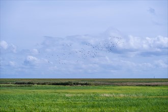 Flock of birds flying over meadows in coastal area