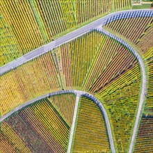 Vineyards wine in autumn nature season aerial view from above square in Stuttgart