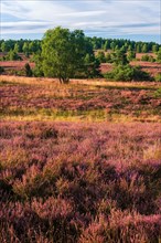 Typical landscape of the Lueneburger Heide with blooming heather