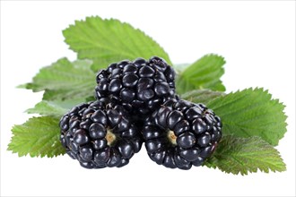 Blackberry blackberries berries fruit fruits leaves cropped isolated against a white background