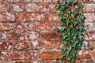 Old Brick Wall and Green Ivy