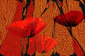 Poppies in the grass