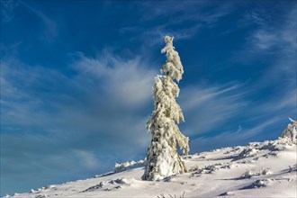 Snow and snow-covered fir tree in sancy massif