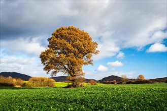 Solitary oak