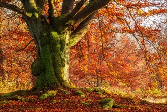 Gnarled old beech in autumn