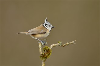 Crested tit