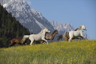 Thoroughbred Arabian mare herd on the meadow at the foot of the Wilder Kaiser