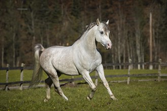 Thoroughbred Arabian breeding stallion grey running on pasture