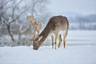 Fallow deer