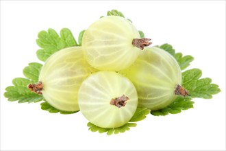 Gooseberries gooseberry fruit berries fruit leaves fruit cropped isolated against a white background