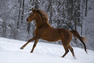 Thoroughbred Arabian gelding chestnut galloping on winter pasture