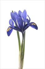 Flower of a reticulated iris