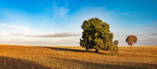 Solitary horse chestnut