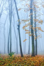 Bare forest with fog in November