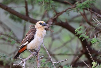 White-headed buffalo weaver