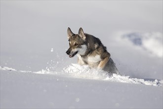 Shepherd dog mixed-breed playing in deep snow