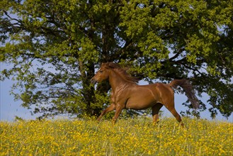 Young thoroughbred Arabian mare gallops over the flower meadow