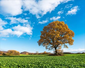 Solitary oak