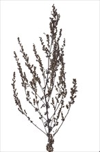 Withered common mugwort