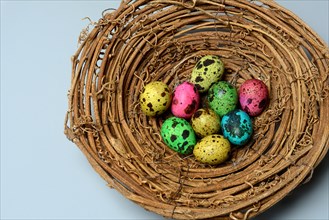 Colored quail eggs in nest