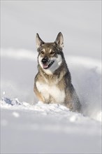 Shepherd dog mixed-breed playing in deep snow
